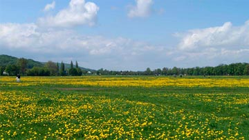 Земельные споры Земельные споры